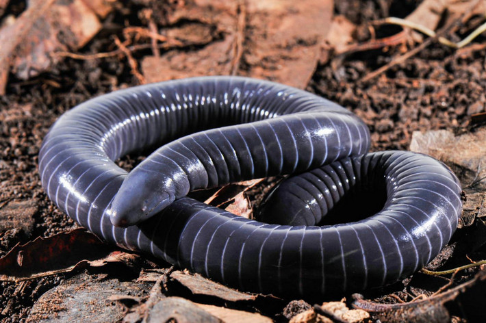 Ếch giun vòng (Siphonops annulatus) dài 28-45 cm, được ghi nhận tại các sinh cảnh đa dạng ở phía Bắc của Nam Mỹ. Đây là một trong số ít loài ếch giun có tuyến nọc độc ở miệng. Con non cũng có tập tính ăn da mẹ.