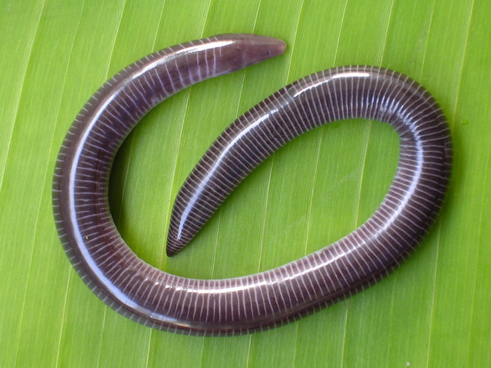 Ếch giun Naraya (Uraeotyphlus narayani) dài 19-24 cm, là loài đặc hữu cùa vùng Tây Ghat của Ấn Độ. Loài này và các họ hàng có xúc tu ở phía dưới mũi để hỗ trợ cho việc kiếm ăn.