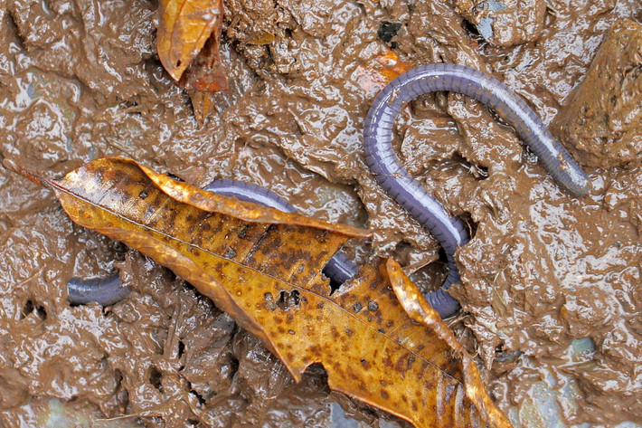 Ếch giun mảnh (Dermophis parviceps) dài 22 cm, hiện diện tại những vùng rừng ẩm ướt của Trung và Nam Mỹ. Như nhiều loài ếch giun khác, ban ngoài chúng trú ẩn trong lòng đất, đêm đến mới ra ngoài kiếm ăn.