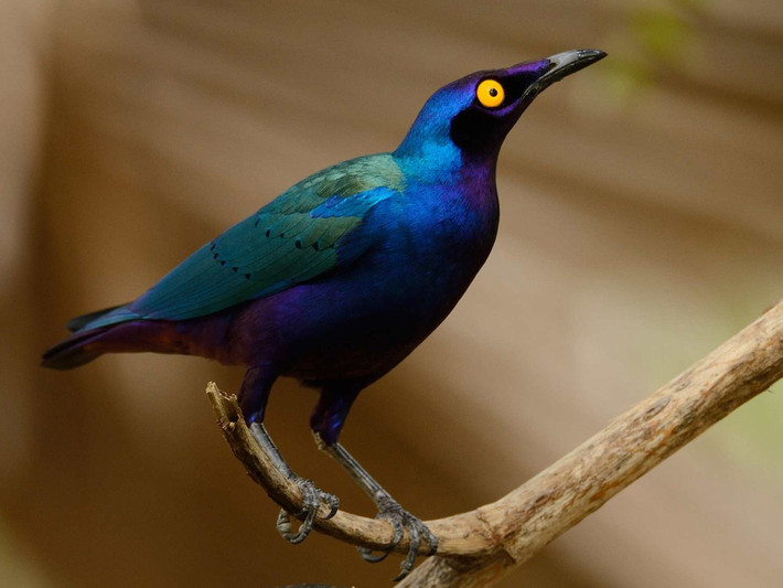 Sáo lông bóng tím (Lamprotornis purpureus) dài 22-23 cm, cư trú ở vùng nhiệt đới Trung Phi. Loài này quần tụ thành đàn lớn, luôn ồn ào ở khu vực rừng thưa hoặc đất canh tác. Ảnh: eBird.org.