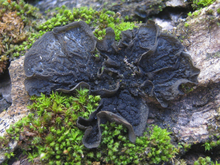 Địa y nhầy giộp (Collema furfuraceum) dài 3-5 cm, xuất hiện trên đá và cây gỗ ở khu vực có lượng mưa lớn của lục địa Á - Âu và Bắc Mỹ. Chúng có các thùy dẹt, nhăn nheo, dạng keo sệt.