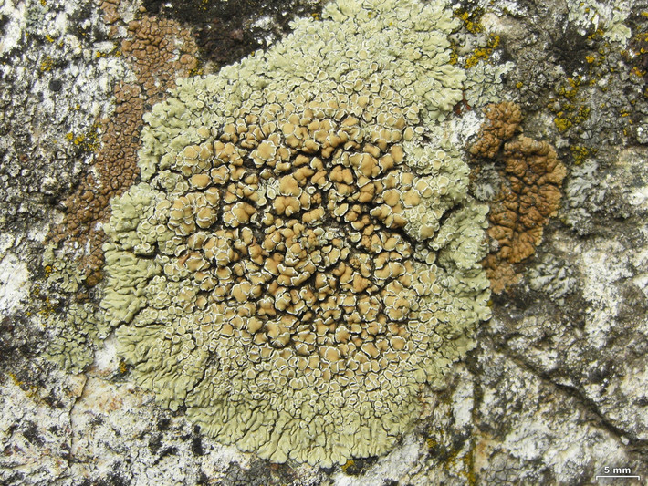 Địa y tường đá vành tròn (Lecanora muralis) dài 3-10 cm, thường mọc trên bề mặt bê tông và đá ở lục địa Á - Âu và Bắc Mỹ. Chúng có các thùy màu lục xám xòe ra ngoài.