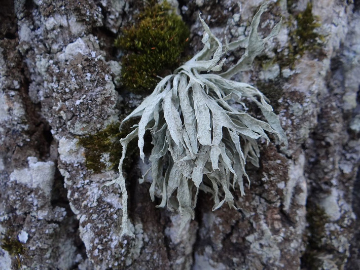 Địa y sụn (Ramalina fraxinea) dài 3-10 cm, sinh trưởng trên cây gỗ ở lục địa Á - Âu và Bắc Mỹ. Chúng có cành dẹt mà xanh xám lấm tấm những thể quả mở.