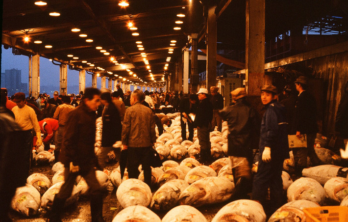 Trong chợ cá nổi tiếng Tsukiji. Thứ màu trắng nằm la liệt trên mặt đất là những con cá ngừ đại dương đông lạnh. Khu chợ này đóng cửa ngày 6/10/2018.
