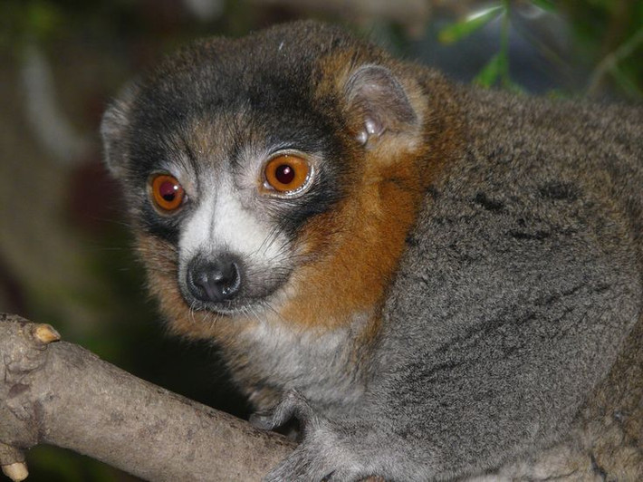 14. Là biểu tượng văn hóa: Trong văn hóa Malagasy, vượn cáo thường được coi là linh thiêng hoặc hóa thân của tổ tiên, và nhiều người tin rằng việc làm hại chúng sẽ mang lại xui xẻo. Ảnh: Pinterest.