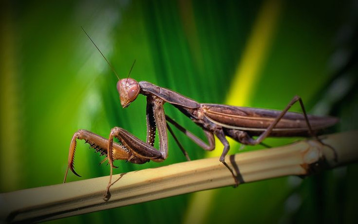15. Động vật thân thiện với các khu vườn. Bọ ngựa là loài côn trùng có ích trong việc kiểm soát sâu bọ và côn trùng gây hại, giúp bảo vệ mùa màng mà không cần sử dụng hóa chất. Ảnh: Pinterest.