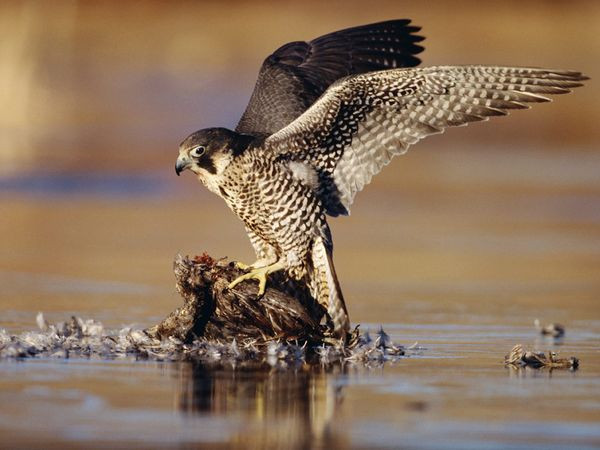 2. Chim ưng Peregrine. Chim ưng Peregrine là loài động vật bay nhanh nhất thế giới, có thể lao xuống con mồi với tốc độ hơn 320 km/h. Kỹ năng săn mồi của chúng nằm ở khả năng tăng tốc nhanh chóng khi phát hiện con mồi từ xa, cùng với tầm nhìn sắc bén để định vị con mồi ngay cả ở độ cao lớn. Ảnh: Pinterest.