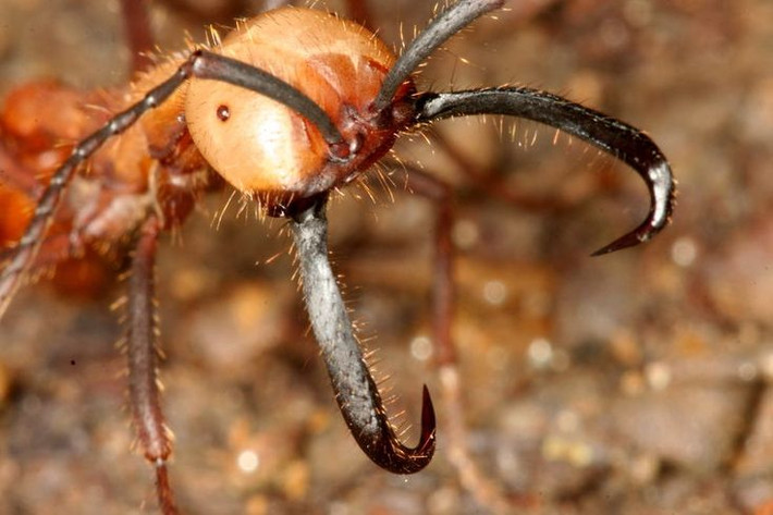 11. Kiến quân đội (Army Ants). Kiến quân đội là những thợ săn làm việc nhóm vô cùng hiệu quả. Chúng di chuyển thành bầy lớn và tiêu diệt mọi con mồi trên đường đi. Với số lượng lớn và khả năng hợp tác hoàn hảo, chúng có thể triệt hạ cả những con mồi lớn hơn rất nhiều. Ảnh: Pinterest.