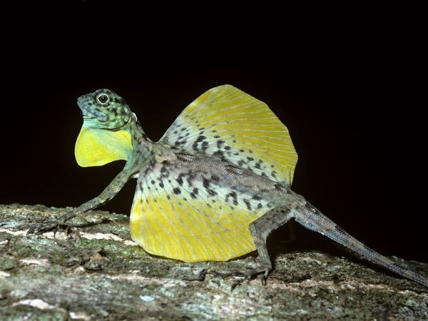 12. Thằn lằn bay (Draco spp.). Thằn lằn bay có thể trượt trên không nhờ những màng da mở rộng từ hai bên cơ thể, tạo nên khả năng "bay" từ cây này sang cây khác. Loài này có ở Việt Nam. Ảnh: Pinterest.