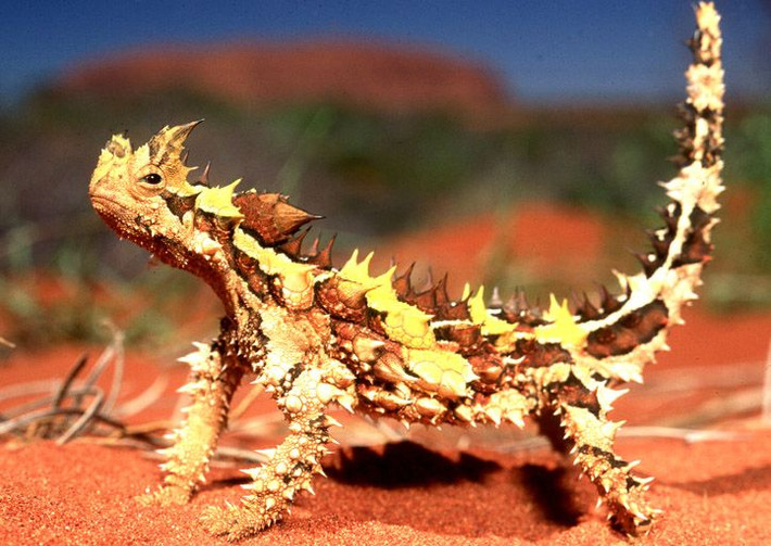 10. Thằn lằn quỷ gai (Moloch horridus). Có ngoại hình gai góc độc đáo và có thể uống nước bằng cách hấp thụ qua da, loài thằn lằn này sống ở vùng sa mạc Úc. Ảnh: Pinterest.