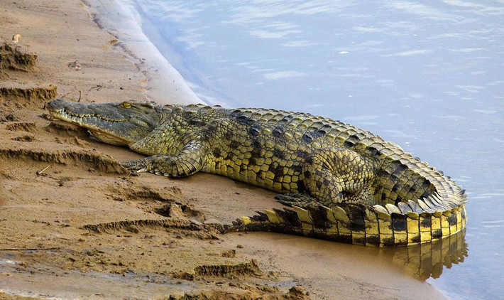 11. Cá sấu sông Nile (Crocodylus niloticus). Là loài cá sấu lớn thứ hai trên thế giới, chúng có khả năng săn mồi mạnh mẽ, từ cá đến động vật lớn như linh dương và ngựa vằn. Ảnh: Pinterest.