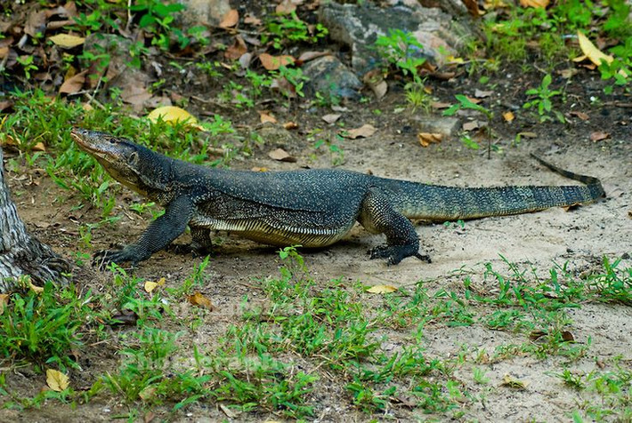 8. Kỳ đà Varanus salvadorii. Đây là loài có đuôi dài nhất trong số các loài thằn lằn. Chúng sống trên cây ở rừng mưa nhiệt đới Papua New Guinea. Ảnh: Pinterest.