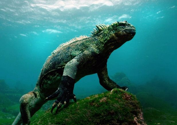 7. Cự đà biển Galápagos (Amblyrhynchus cristatus). Là loài cự đà duy nhất có khả năng bơi dưới nước, chúng thường ăn tảo biển và có vẻ ngoài thô ráp, gai góc. Ảnh: Pinterest.