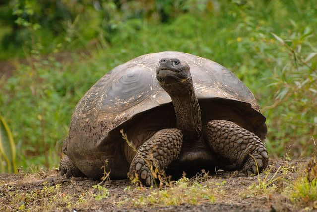 3. Rùa Galápagos (Chelonoidis nigra). Loài rùa này có tuổi thọ cực kỳ cao, thường sống hơn 100 năm, và là một trong những loài rùa lớn nhất thế giới. Ảnh: Pinterest.