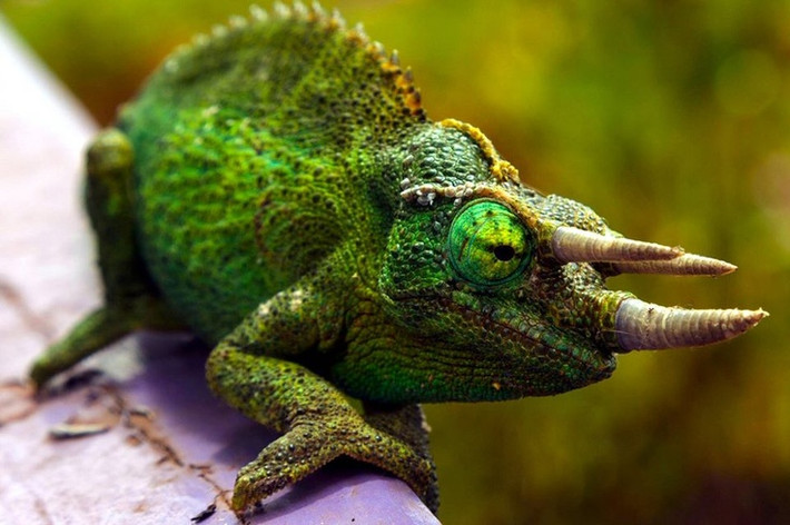2. Tắc kè hoa (Chamaeleonidae). Khả năng đổi màu giúp tắc kè hoa nổi bật trong thế giới bò sát. Chúng có mắt di chuyển độc lập và chiếc lưỡi dài bắn ra để săn mồi. Ảnh: Pinterest.