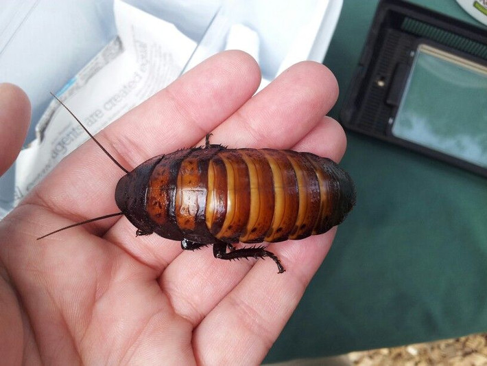 14. Một số loài gián là "thú cưng". Gián Madagascar (Madagascar hissing cockroach) là loài gián lớn, không cánh, và không gây hại, được nuôi làm thú cưng ở một số nơi vì vẻ ngoài độc đáo và khả năng tạo ra âm thanh như tiếng huýt gió. Ảnh: Pinterest.