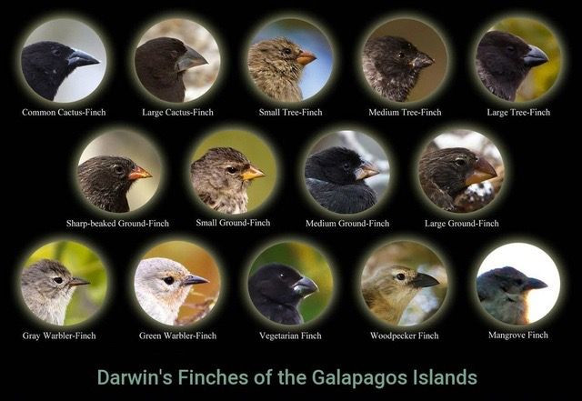 Có khoảng 15 loài sẻ Darwin, tất cả đều được tìm thấy trên quần đảo Galapagos, ngoại trừ một loài sống trên quần đảo Cocos. Đặc điểm chung của chúng là có kích thước tương đối nhỏ, thường chỉ dài khoảng 10–20 cm. Ảnh: Pinterest.