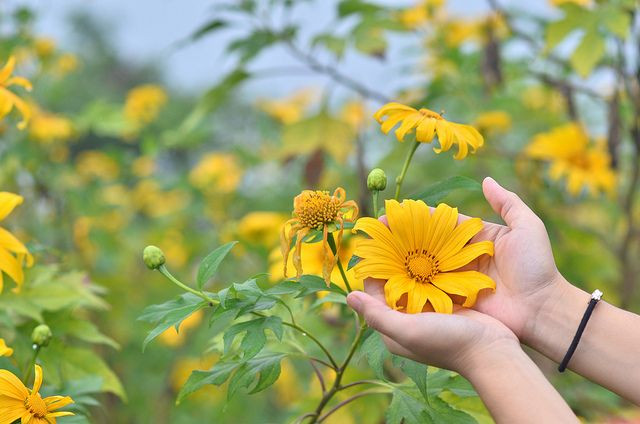 11. Giai thoại về tình yêu. Theo truyền thuyết dân gian, hoa dã quỳ tượng trưng cho câu chuyện tình yêu đau khổ nhưng chung thủy giữa một đôi trai gái bị chia cách bởi hoàn cảnh. Ảnh: Pinterest.