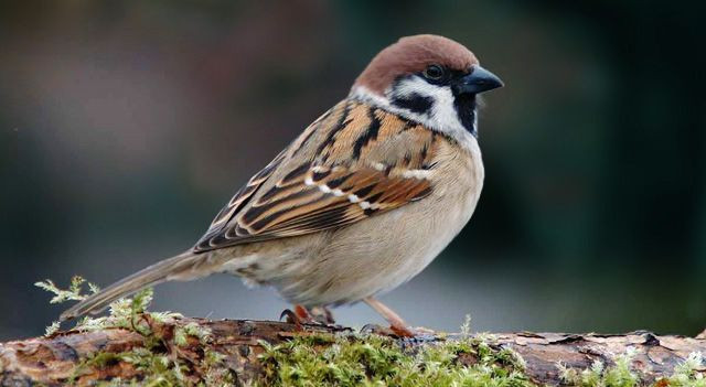 1. Chim sẻ có khả năng "nói". Chim sẻ, đặc biệt là chim sẻ nhà (Passer domesticus), có thể bắt chước âm thanh của môi trường xung quanh, bao gồm cả âm thanh của con người. Chúng có thể tạo ra các âm thanh giống tiếng kêu của con người, xe cộ, hay thậm chí là tiếng chuông điện thoại. Ảnh: Pinterest.