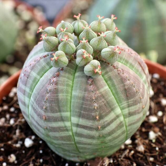 Xương rồng Euphorbia obesa. Xương rồng Euphorbia obesa có những chiếc lá hình tròn, mọng nước và không có gai. Chúng có màu xanh nhạt với các sọc ngang tạo nên vẻ ngoài thú vị. Ảnh: Pinterest.