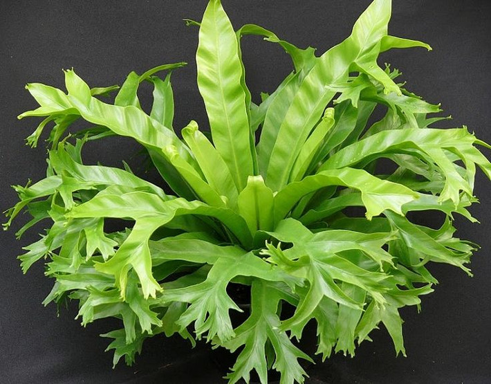Dương xỉ tổ điểu (Asplenium nidus). Dương xỉ tổ điểu có những lá rộng, xanh bóng và mọc vòng tròn, giống như tổ chim. Loại lá của loài cây cảnh phổ biến này rất bắt mắt và dễ nhận diện. Ảnh: Pinterest.