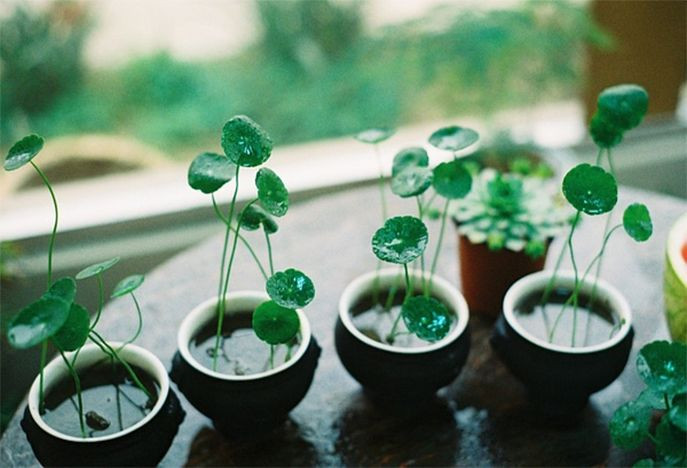 Rau má dù (Hydrocotyle vulgaris). Đây là một loài thực vật thủy sinh, có lá tròn, dẹt như chiếc dù nhỏ, mọc thành cụm rất đẹp mắt, thường được dùng làm cảnh trong hồ nước. Ảnh: Pinterest.