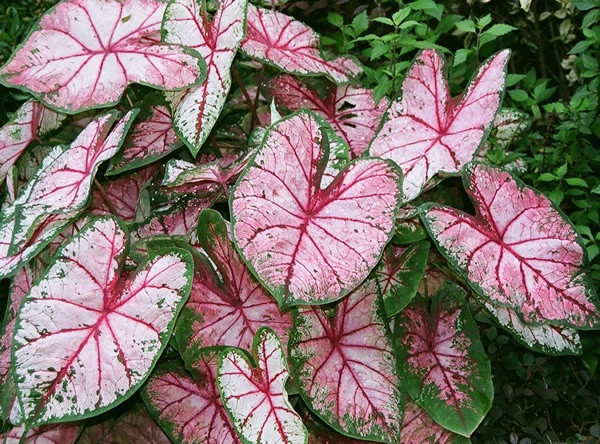 Môn đốm (Caladium spp.). Lá cây môn đốm có màu sắc phong phú, từ xanh, đỏ, hồng đến trắng. Những chiếc lá này có hình trái tim và thường có các mảng màu đan xen như một bức tranh nghệ thuật. Ảnh: Pinterest.