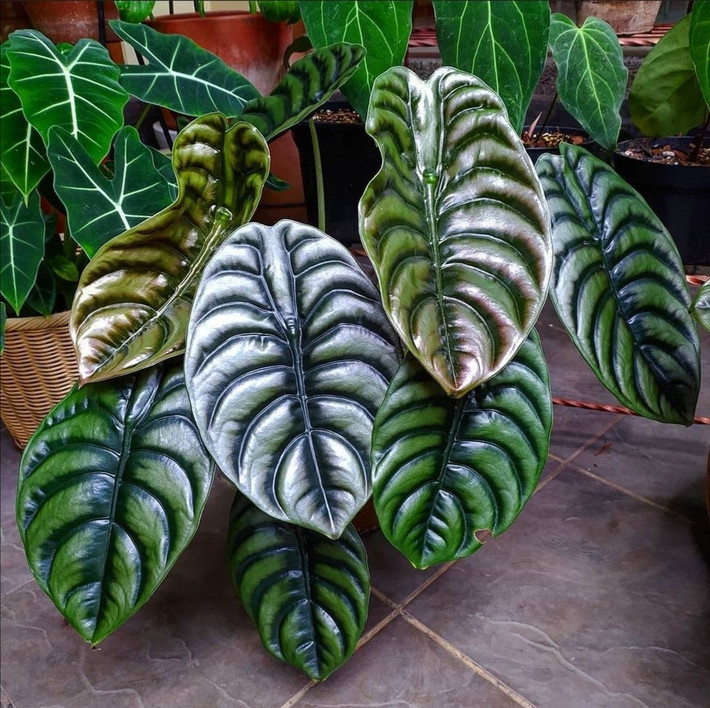 Ráy tai voi (Alocasia spp.). Cây tai voi có những chiếc lá lớn, hình trái tim và gân lá nổi bật. Một số loài có lá màu xanh đậm, loài khác màu tím hoặc xám bạc, tạo sự ấn tượng mạnh mẽ. Ảnh: Pinterest.