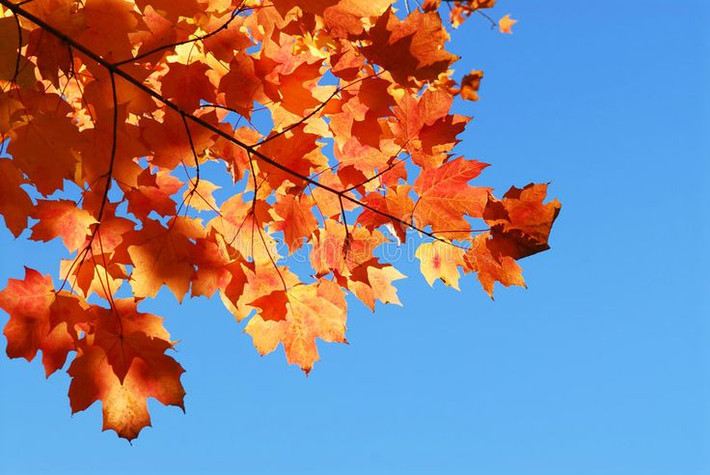 Phong (Acer spp.). Lá cây phong chuyển màu từ xanh sang đỏ, cam hoặc vàng vào mùa thu, tạo ra cảnh sắc lãng mạn và rực rỡ, nhất là ở các khu vực có mùa thu rõ rệt như Canada và Nhật Bản. Ảnh: Pinterest.
