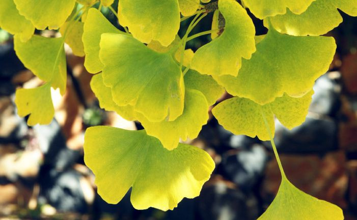 Bạch quả (Ginkgo biloba). Loài cây này có lá hình rẻ quạt đặc thù, chuyển từ màu xanh thành màu vàng rực vào mùa thu ở xứ ôn đới. Chúng được coi là một "hóa thạch sống" của thế giới thực vật. Ảnh: Pinterest.