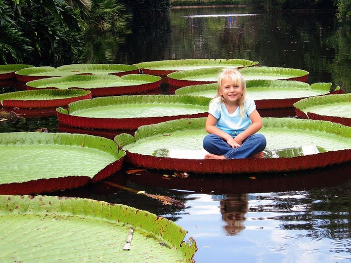 Sen thúng (Victoria amazonica)). Loài thực vật thủy sinh nguồn gốc từ rừng Amazone này nổi tiếng với những chiếc lá khổng lồ, có dạng như cái thúng, chịu được tải trọng hàng chục kg. Ảnh: Pinterest.