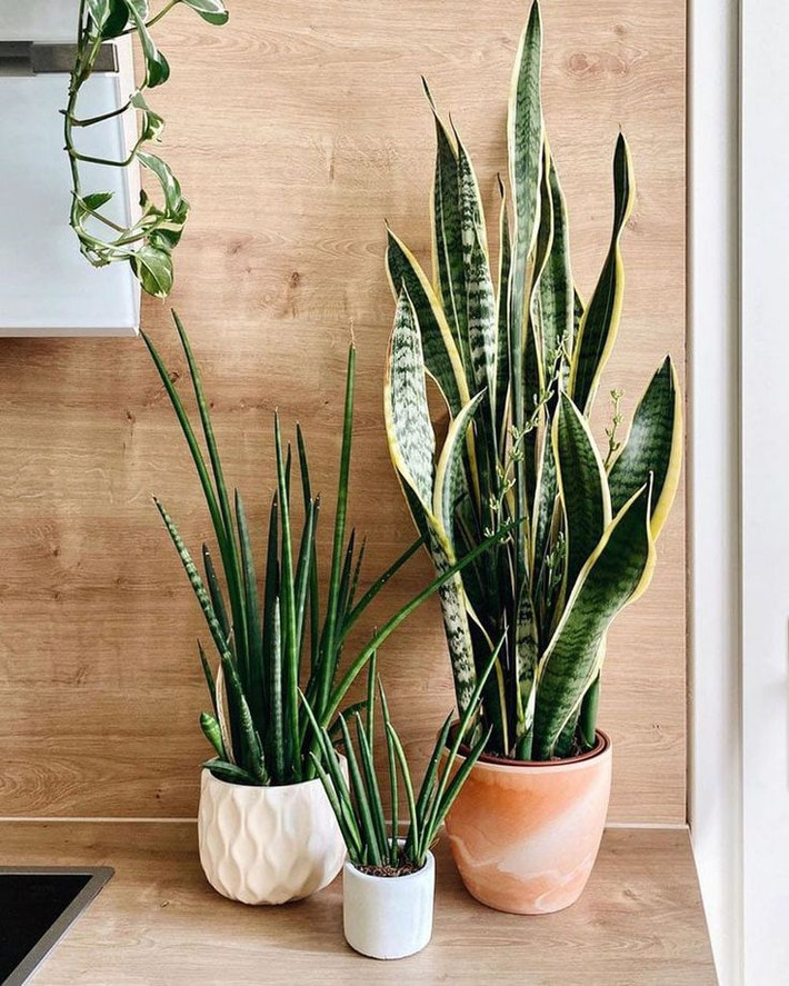 Lưỡi hổ vằn (Sansevieria spp.). Cây lưỡi hổ vằn có những chiếc lá dài, thẳng đứng với các đường sọc vàng ở rìa. Loại cây này không chỉ mang vẻ đẹp mạnh mẽ mà còn dễ chăm sóc và có khả năng lọc không khí tốt. Ảnh: Pinterest.