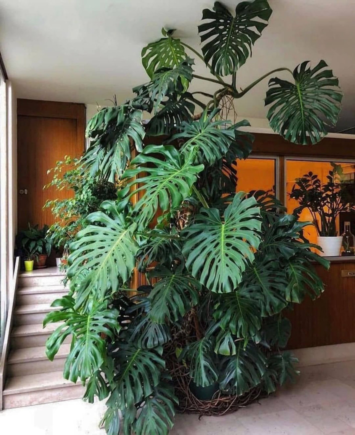 Trầu bà lá xẻ (Monstera deliciosa). Loài cây này nổi tiếng với lá lớn hình trái tim, xanh đậm, có những lỗ và rãnh độc đáo. Chúng rất được ưa chuộng trong trang trí nội thất. Ảnh: Pinterest.