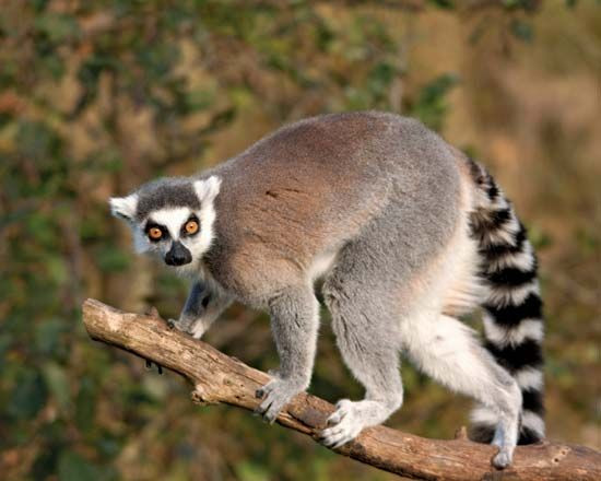 2. Lemuria và phân bố loài vượn cáo. Sự tồn tại của loài vượn cáo tại Madagascar, Nam Ấn Độ và một số vùng Đông Nam Á (qua hóa thạch) đã khơi dậy ý tưởng rằng Lemuria có thể là cầu nối đất liền giữa các khu vực này. Tuy nhiên, về sau, lý thuyết này đã không còn được giới khoa học ủng hộ khi học thuyết về kiến tạo mảng ra đời, cung cấp một lời giải thích hợp lý hơn cho sự phân tán của các loài. Ảnh: Pinterest.