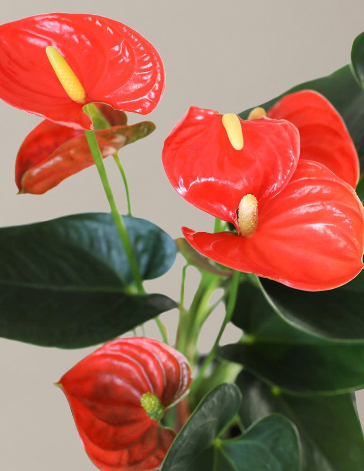 6. Hồng môn (Anthurium). Độc tố: Canxi oxalat. Nguy hiểm: Gây bỏng rát miệng, đau họng, khó nuốt và sưng. Ảnh: Pinterest.