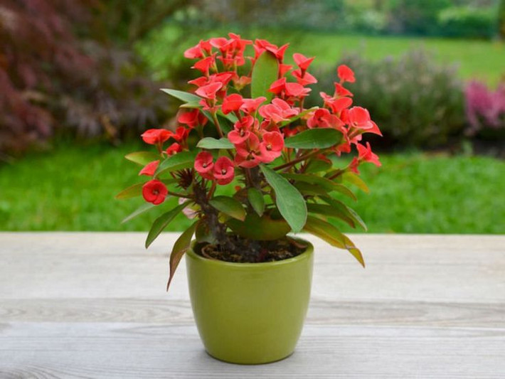 9. Xương rồng bát tiên (Euphorbia milii). Độc tố: Nhựa cây chứa chất gây kích ứng mạnh. Nguy hiểm: Gây kích ứng da, mắt và niêm mạc, đôi khi dẫn đến viêm da nặng. Ảnh: Pinterest.