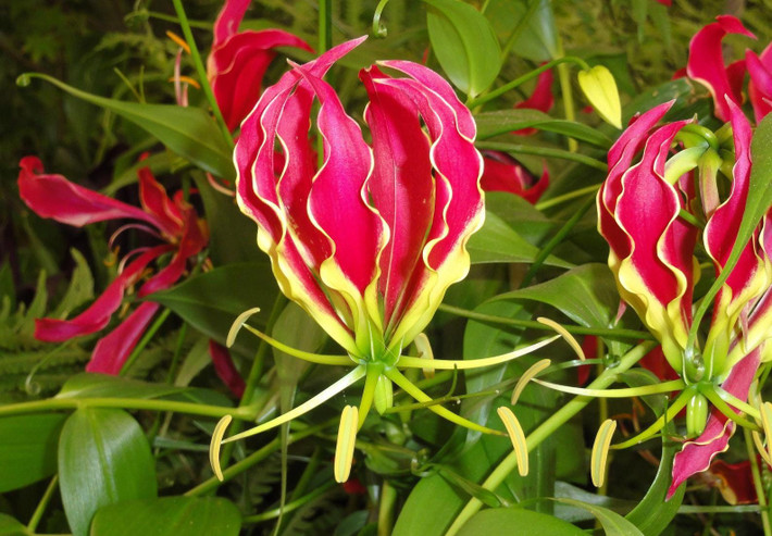 10. Ly lửa (Gloriosa superba). Độc tố: Colchicine. Nguy hiểm: Gây nôn mửa, tiêu chảy, tổn thương nội tạng và tử vong nếu tiêu thụ. Ảnh: Pinterest.