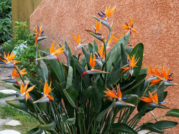 12. Thiên điểu (Strelitzia reginae). Độc tố: Tannins và axit hydrocyanic. Nguy hiểm: Gây buồn nôn, nôn mửa và chóng mặt nếu ăn phải. Ảnh: Pinterest.