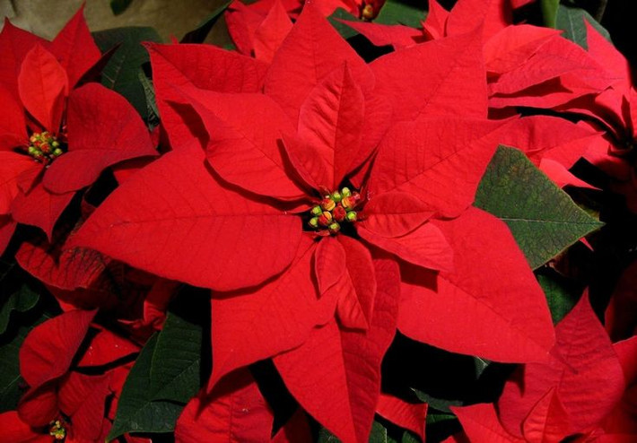 5. Trạng nguyên (Poinsettia). Độc tố: Nhựa cây chứa hợp chất gây kích ứng da và niêm mạc. Nguy hiểm: Không gây tử vong nhưng có thể gây kích ứng da và tiêu chảy nếu nuốt phải. Ảnh: Pinterest.