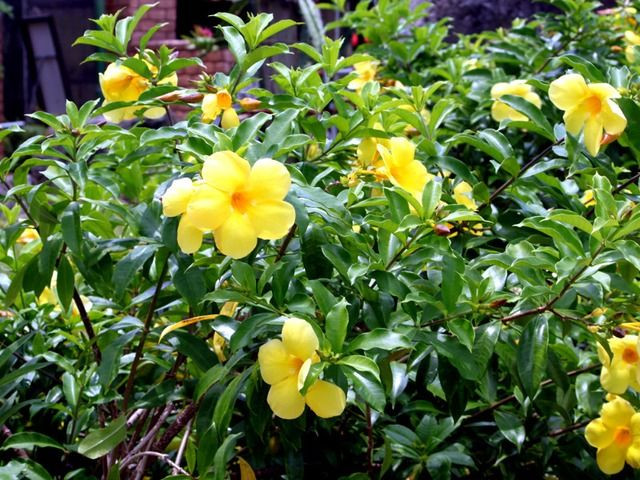 13. Huỳnh anh (Allamanda cathartica). Độc tố: Cardiac glycosides. Nguy hiểm: Gây rối loạn nhịp tim và ngộ độc nghiêm trọng nếu ăn phải. Ảnh: Pinterest.