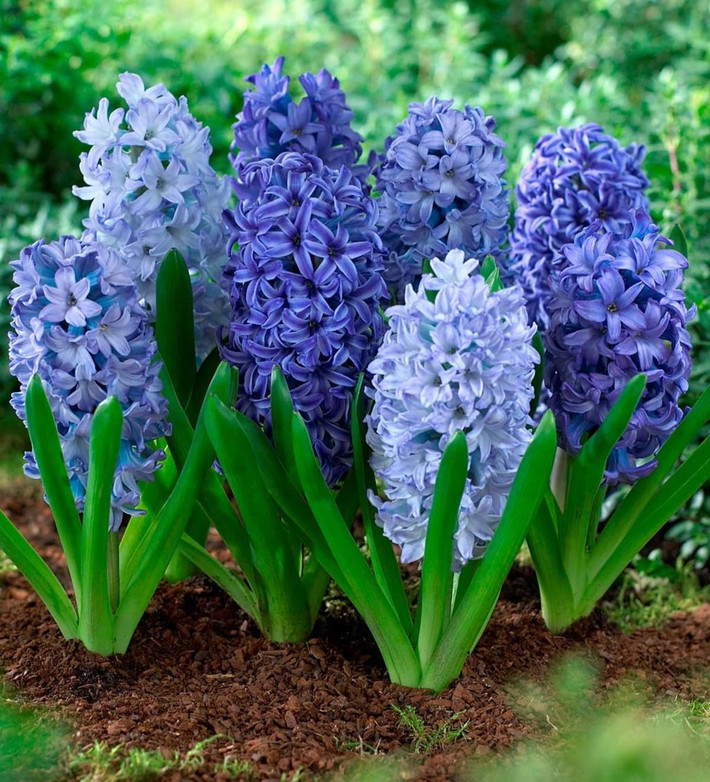 . 11. Lục bình Hà Lan (Hyacinth). Độc tố: Oxalat. Nguy hiểm: Gây kích ứng da, buồn nôn và khó chịu dạ dày nếu ăn phải. Ảnh: Pinterest.