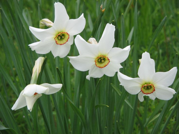 7. Thủy tiên (Narcissus). Độc tố: Lycorine. Nguy hiểm: Củ dễ bị nhầm lẫn với hành tây, gây buồn nôn, đau bụng và tiêu chảy nếu ăn phải. Ảnh: Pinterest.