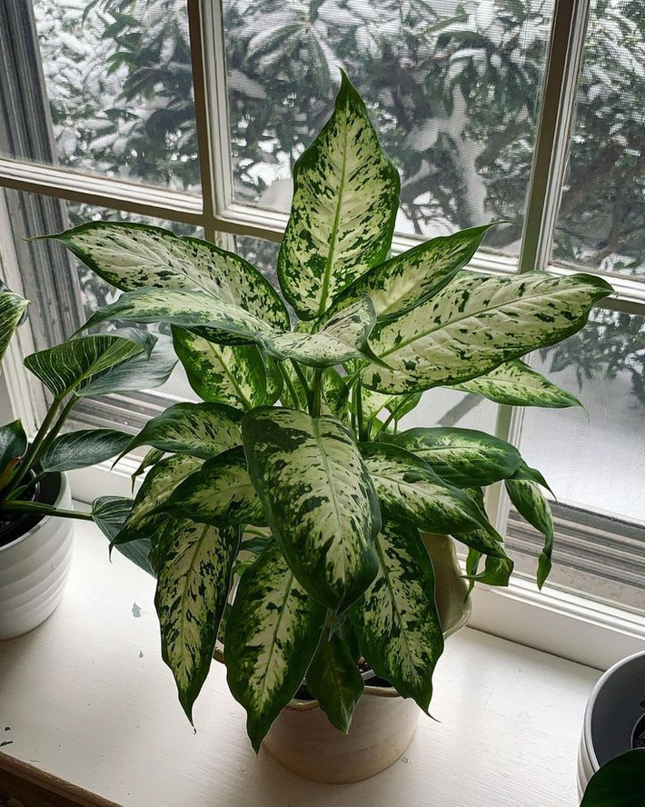 2. Vạn niên thanh (Dieffenbachia). Độc tố: Canxi oxalat. Nguy hiểm: Gây kích ứng da, bỏng rát miệng, sưng lưỡi và họng nếu ăn phải. Ảnh: Pinterest.