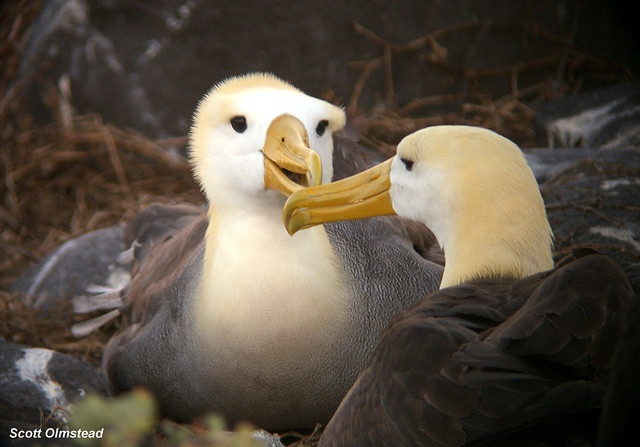 6. Chim hải âu Galapagos (Phoebastria irrorata). Đây là loài hải âu duy nhất sinh sản tại vùng nhiệt đới. Chúng có kiểu nhảy múa và nghi thức tán tỉnh độc đáo và gắn bó suốt đời với một bạn đời. Ảnh: Pinterest.