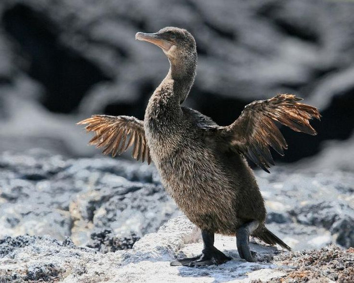 3. Chim cốc không bay Galapagos (Phalacrocorax harrisi). Loài chim cốc này là một trong những loài chim không bay hiếm hoi trên thế giới. Chúng đã mất đi khả năng bay do không cần thiết phải di cư, vì môi trường sinh sống có đủ thức ăn và không có kẻ thù tự nhiên. Ảnh: Pinterest.