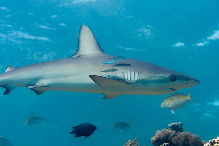 9. Cá mập Galapagos (Carcharhinus galapagensis). Là loài cá mập đặc hữu của vùng biển Galapagos, chúng thường được tìm thấy ở các rạn san hô và vùng nước nông xung quanh các đảo. Ảnh: Pinterest.