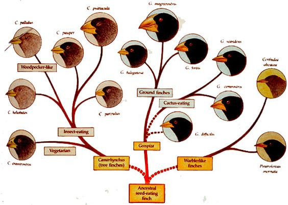 5. Chim sẻ Darwin (Geospizinae). Có khoảng 13-15 loài chim sẻ Darwin trên quần đảo, mỗi loài có hình dạng mỏ khác nhau, thích nghi với các loại thức ăn và môi trường sống khác nhau. Chúng đã giúp Darwin hiểu rõ hơn về quá trình tiến hóa. Ảnh: Pinterest.