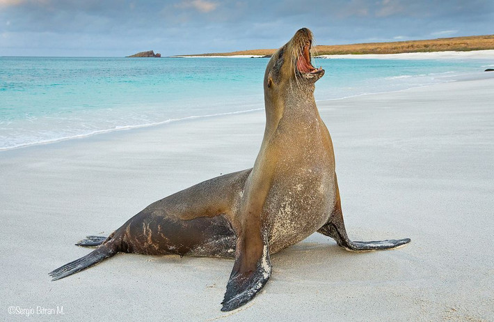 8. Sư tử biển Galapagos (Zalophus wollebaeki). Loài sư tử biển này có kích thước nhỏ hơn các loài họ hàng khác và đã phát triển các kỹ năng săn bắt dưới nước. Chúng thích chơi đùa và giao tiếp với nhau, rất thân thiện với con người. Ảnh: Pinterest.