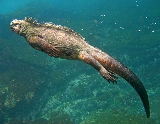 2. Cự đà biển Galapagos (Amblyrhynchus cristatus). Đây là loài thằn lằn duy nhất trên thế giới có thể bơi và kiếm ăn dưới nước. Chúng chủ yếu ăn tảo biển và có khả năng nín thở dưới nước trong thời gian dài. Ảnh: Pinterest.