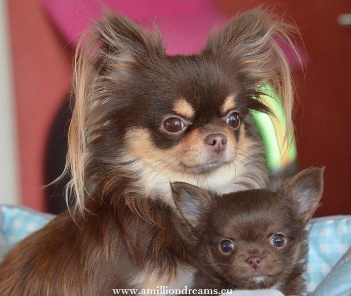 4. Giống chó của giới hoàng gia châu Mỹ. Trong nền văn hóa Aztec, Chihuahua được coi là loài chó thiêng, thường tham gia vào các nghi lễ tôn giáo và được chôn cất cùng chủ nhân. Ảnh: Pinterest.